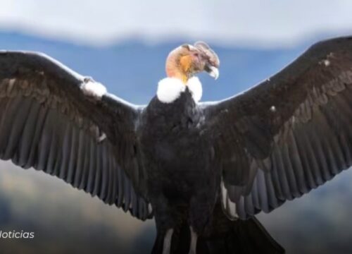 En peligro crítico: La extinción del Cóndor de los Andes, a 20 años, según especialista