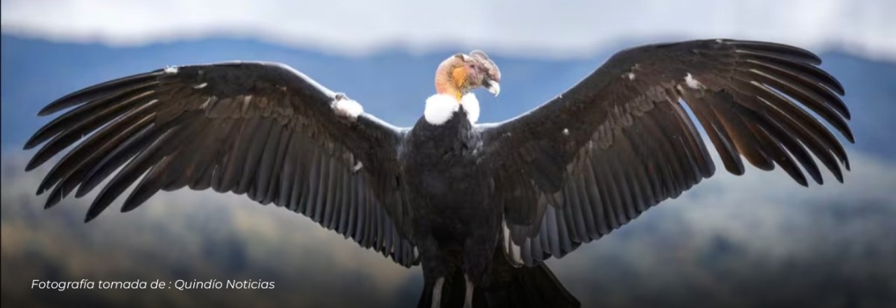 En peligro crítico: La extinción del Cóndor de los Andes, a 20 años, según especialista