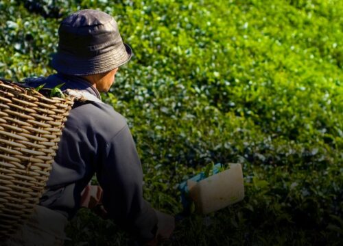 Titular: Hallan sin vida a agricultor en vereda El Carmelo, Apía (Risaralda) tras recibir múltiples disparo