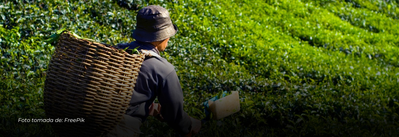 Titular: Hallan sin vida a agricultor en vereda El Carmelo, Apía (Risaralda) tras recibir múltiples disparo
