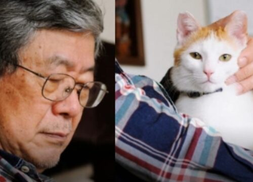 Por amor a su gata, anciano ofrece su fortuna a quien la ciude tras su muerte