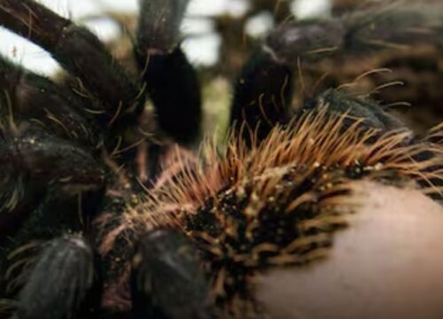 Liberan tarántula casi extinta que iba a ser vendida ilegalmente