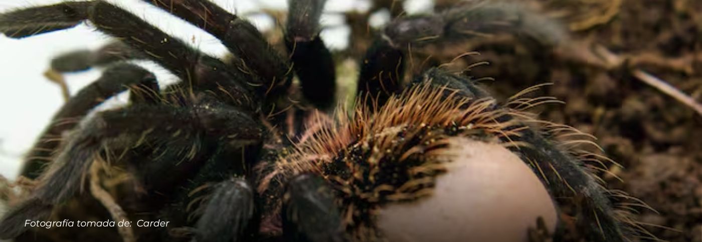 Liberan tarántula casi extinta que iba a ser vendida ilegalmente