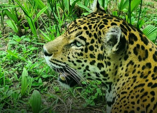 Milagros, la jaguar rescatada que ahora tiene un hogar en el Bioparque Ukumarí