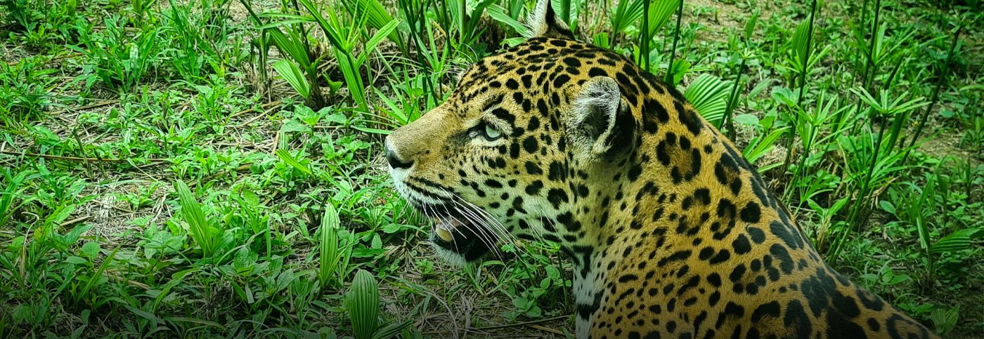 Milagros, la jaguar rescatada que ahora tiene un hogar en el Bioparque Ukumarí