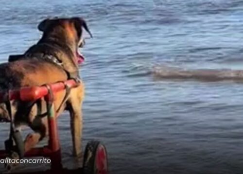 Perrito en silla de ruedas conquista corazones en redes al disfrutar de la playa con su manada