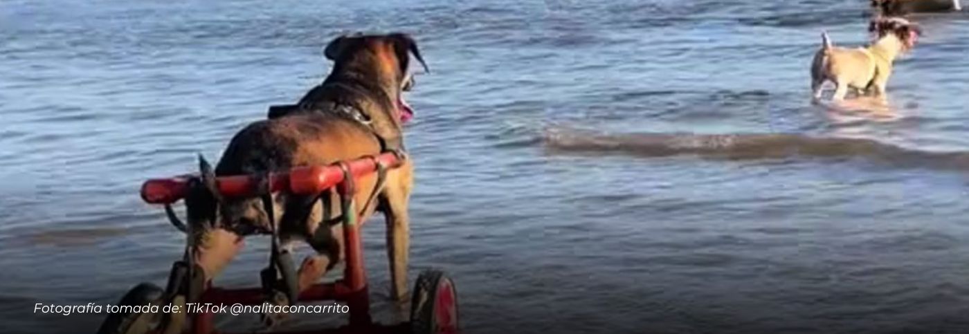 Perrito en silla de ruedas conquista corazones en redes al disfrutar de la playa con su manada