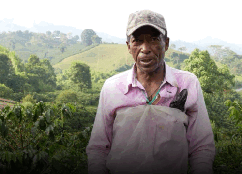 Caldas avanza en la Cosecha Cafetera 2025 con amplia coordinación y seguridad