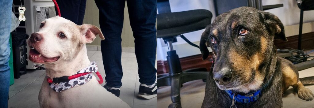 La Lotería y Gobernación de Risaralda impulsan histórica campaña en beneficio del bienestar animal