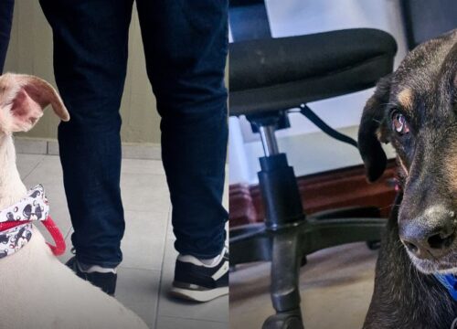 La Lotería y Gobernación de Risaralda impulsan histórica campaña en beneficio del bienestar animal