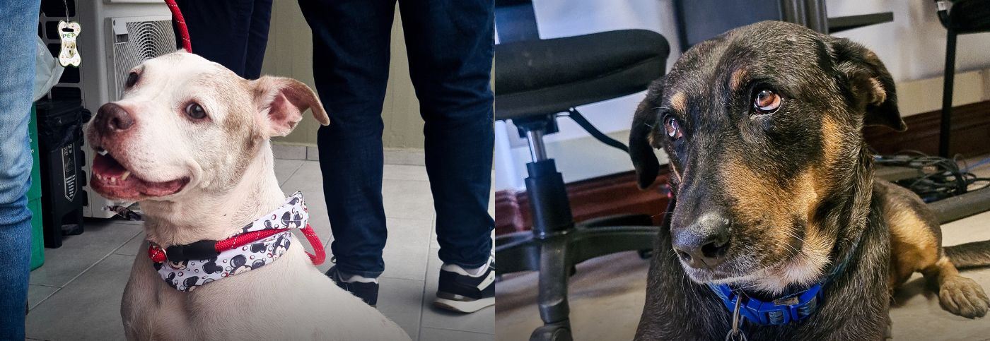 La Lotería y Gobernación de Risaralda impulsan histórica campaña en beneficio del bienestar animal