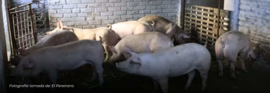 Cierran matadero clandestino que contaminaba el río Otún en Pereira