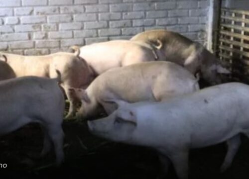 Cierran matadero clandestino que contaminaba el río Otún en Pereira