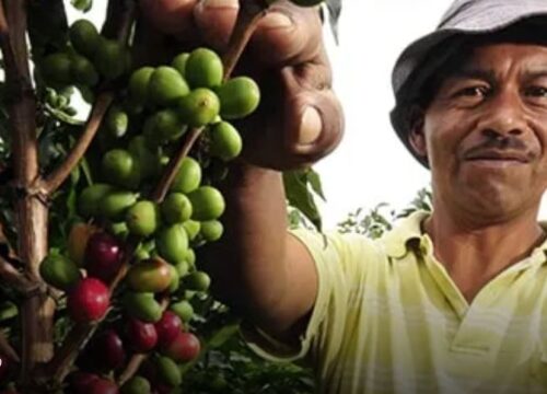 Risaralda activa el Plan Unidos por la Cosecha para blindar la recolección cafetera 2025