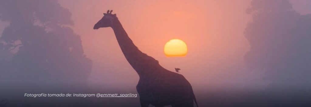 Majestuosa jirafa entre la brumadel amaneceren Kenia deslumbra al mundo
