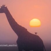 Majestuosa jirafa entre la bruma del amanecer en Kenia deslumbra al mundo