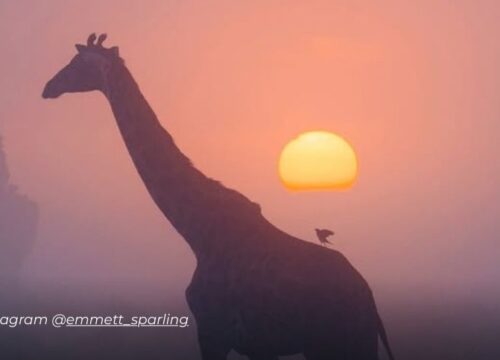 Majestuosa jirafa entre la brumadel amaneceren Kenia deslumbra al mundo