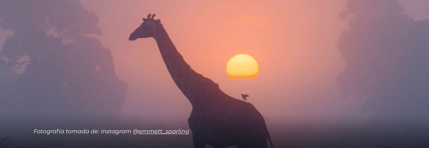 Majestuosa jirafa entre la brumadel amaneceren Kenia deslumbra al mundo