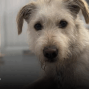 Perro criollo de manizales, caldas