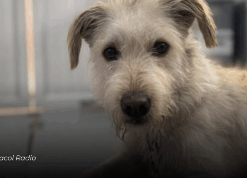 Manizales: Rescatan a Copito, perro maltratado, en operativo amparado por la Ley Ángel