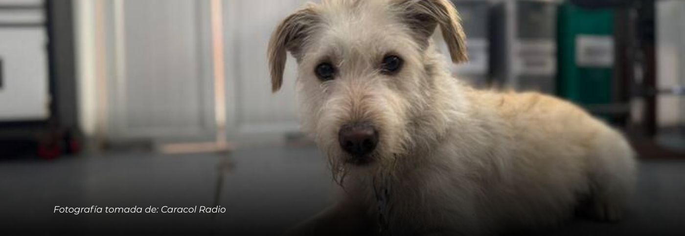 Manizales: Rescatan a Copito, perro maltratado, en operativo amparado por la Ley Ángel