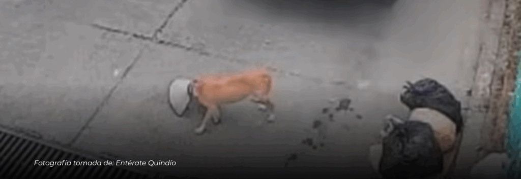 Indignación en Calarcá: conductor de empresa de gas atropelló y mató a un perro en el barrio El Manantial