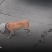 Perro que fue atropellado en Calarcá, Quindío