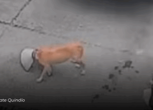 Indignación en Calarcá: conductor de empresa de gas atropelló y mató a un perro en el barrio El Manantial