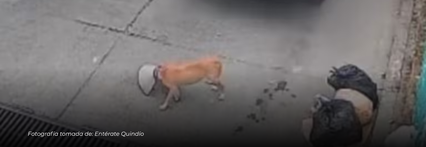 Indignación en Calarcá: conductor de empresa de gas atropelló y mató a un perro en el barrio El Manantial