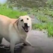 Viral: Perrito ciego derrite corazones con su alegría al descubrir un charco de agua