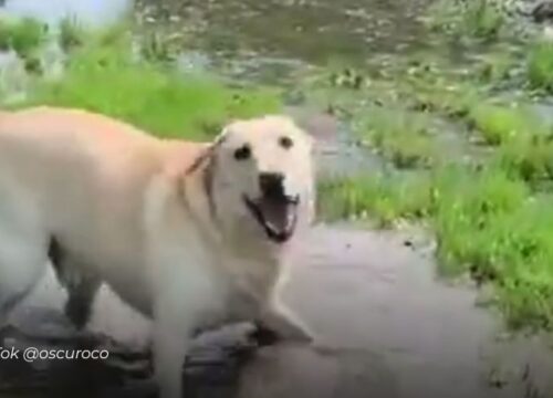 Viral: Perrito ciego derrite corazones con su alegría al descubrir un charco de agua