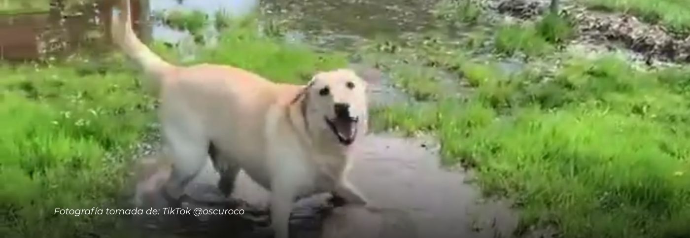Viral: Perrito ciego derrite corazones con su alegría al descubrir un charco de agua