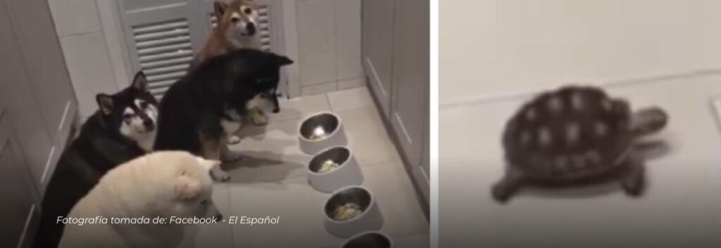 Perritos esperan a su amiga tortuga para comer y derriten corazones en redes