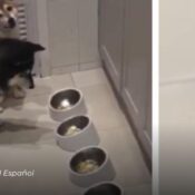 Perritos esperan a su amiga tortuga para comer y derriten corazones en redes