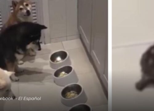 Perritos esperan a su amiga tortuga para comer y derriten corazones en redes