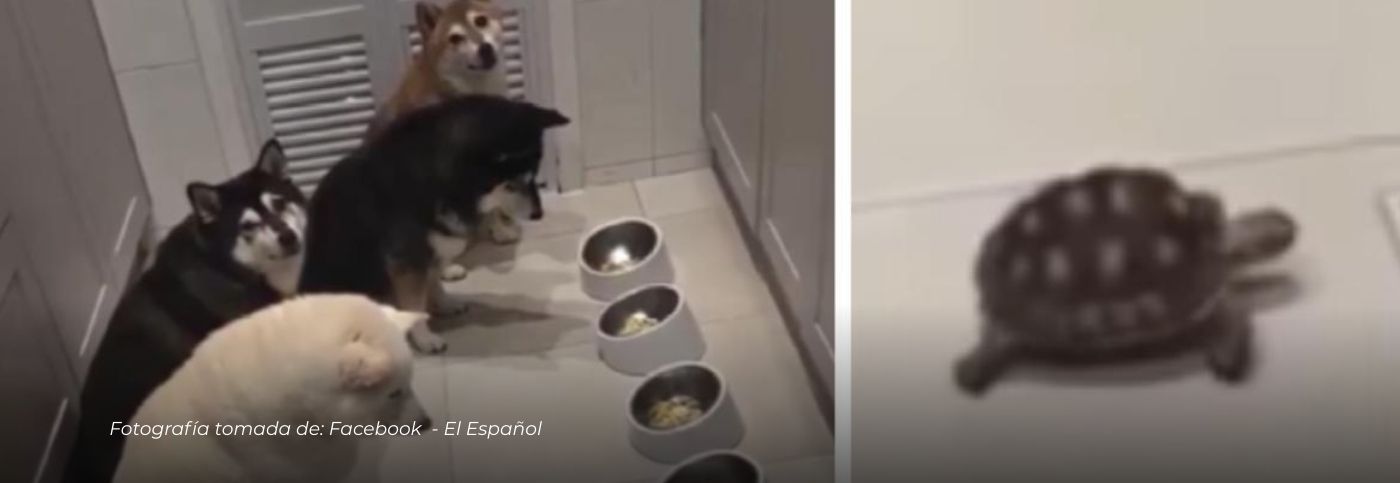 Perritos esperan a su amiga tortuga para comer y derriten corazones en redes