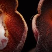 Descubren en Urrao Antioquia la Drácula colombiana, una nueva orquídea única en el mundo