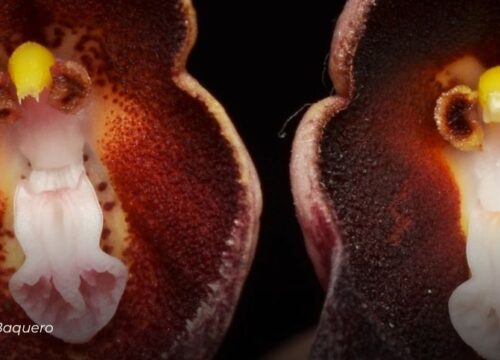 Descubren en Urrao Antioquia la Drácula colombiana, una nueva orquídea única en el mundo