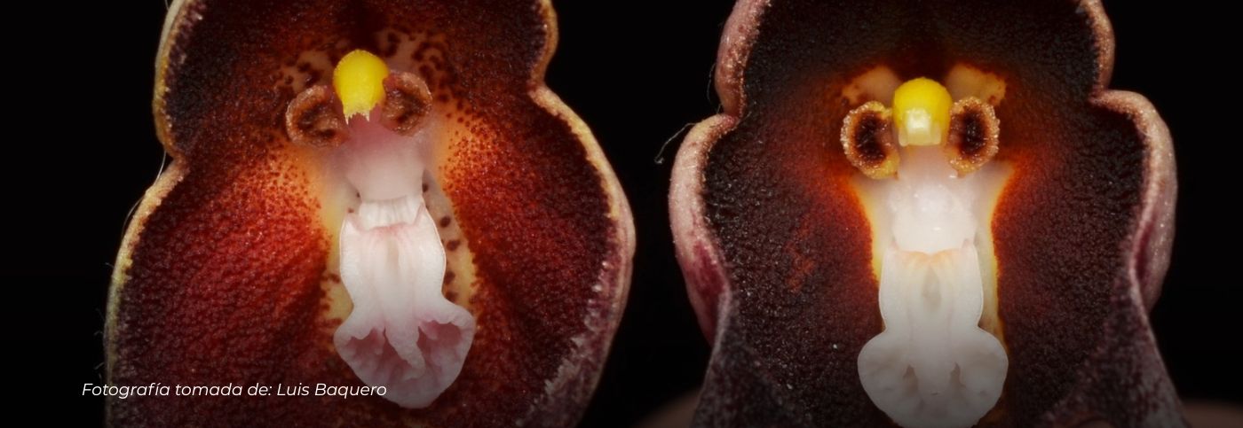 Descubren en Urrao Antioquia la Drácula colombiana, una nueva orquídea única en el mundo