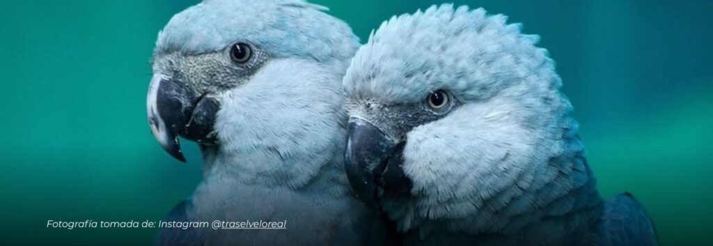 El regreso del guacamayo azul: de la extinción a los cielos de Brasil y Paraguay, esperanza para Sudamérica