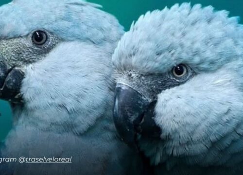 El regreso del guacamayo azul: de la extinción a los cielos de Brasil y Paraguay, esperanza para Sudamérica