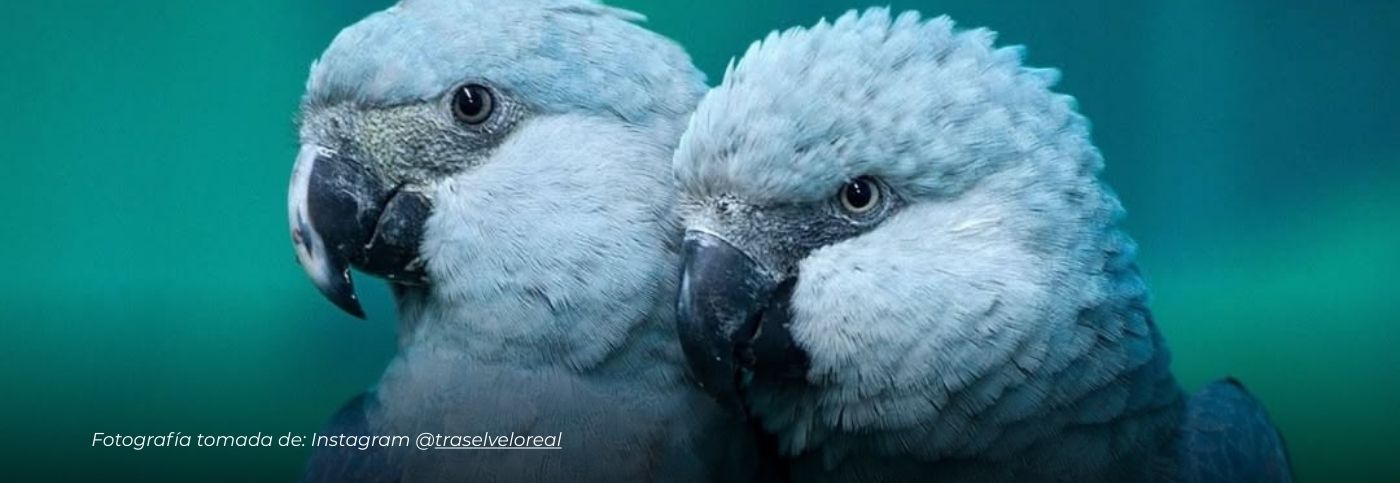 El regreso del guacamayo azul: de la extinción a los cielos de Brasil y Paraguay, esperanza para Sudamérica