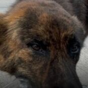 Perro que habita en la calle