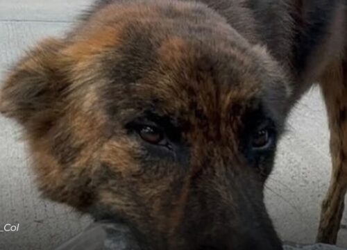 Un corazón agradecido: perro sin hogar regala detalles al hombre que cuida de él