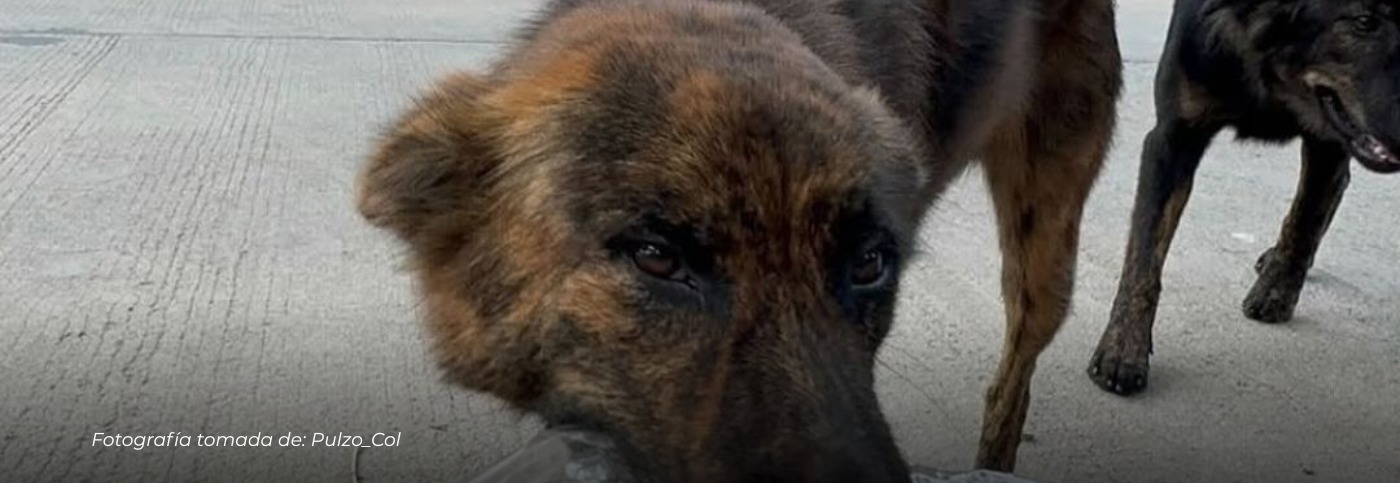 Un corazón agradecido: perro sin hogar regala detalles al hombre que cuida de él