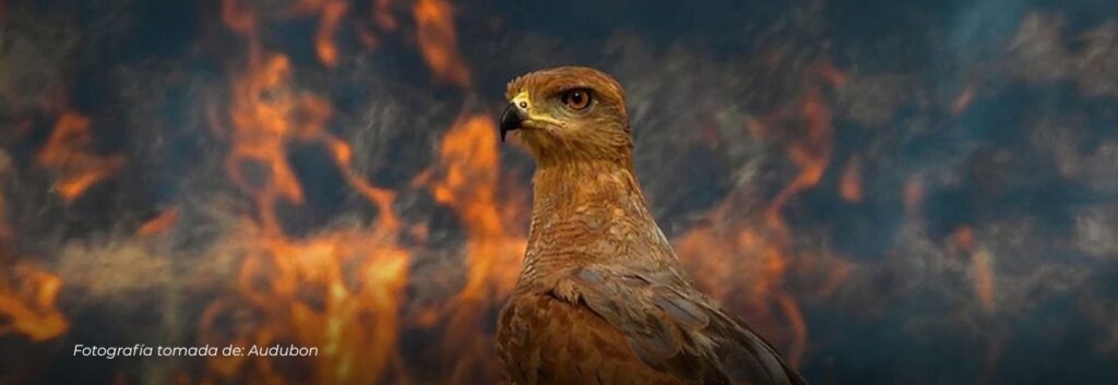 Orgullo colombiano en los Premios Audubon 2025: cuatro fotógrafos fueron galardonados