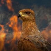 Orgullo colombiano en los Premios Audubon 2025: cuatro fotógrafos fueron galardonados