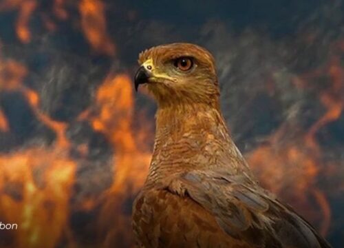 Orgullo colombiano en los Premios Audubon 2025: cuatro fotógrafos fueron galardonados