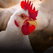 Colombia alcanza un hito histórico al exportar pollo por primera vez a Japón