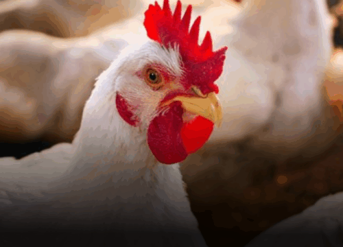 Colombia alcanza un hito histórico al exportar pollo por primera vez a Japón